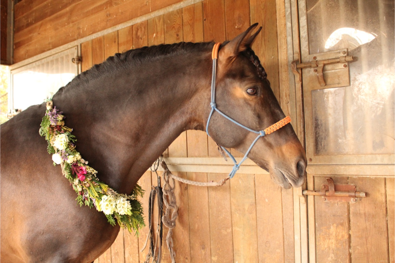 A bay horse standing by a stable wearing a wedding flower wreath