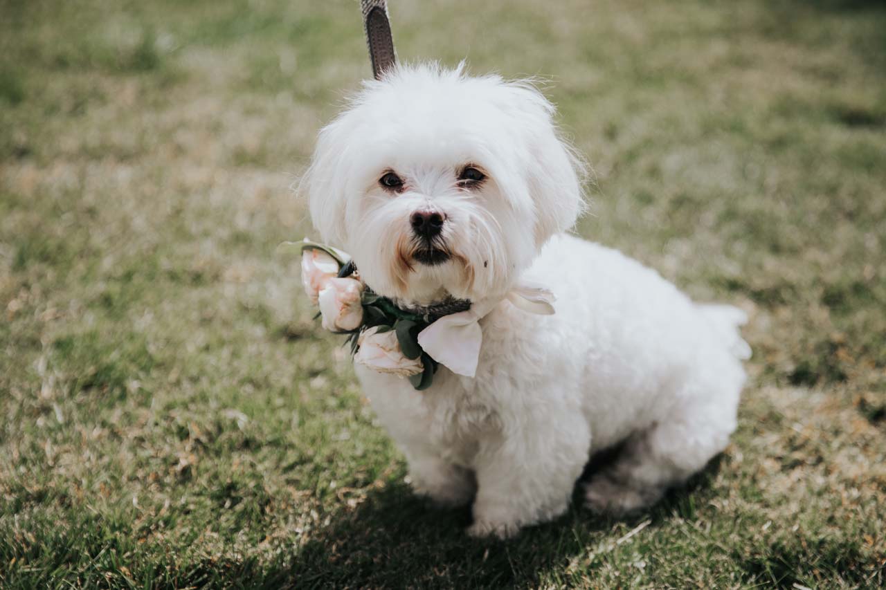 A small white dog sitting down outside at a wedding