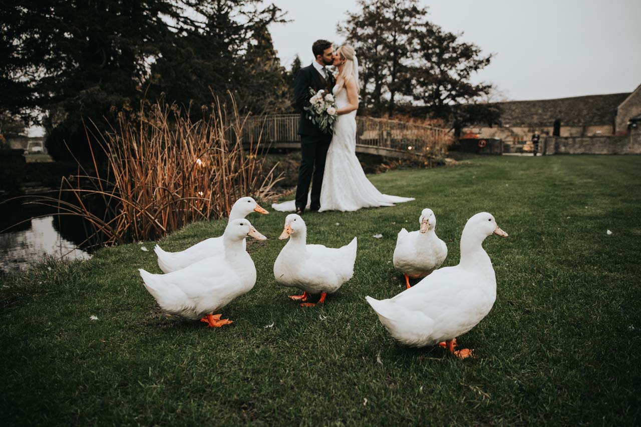 Several geese at a destination wedding in front of a newlywed couple